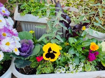 杉田デンタルクリニック　玄関　植物　花１.jpg